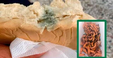 Lo que encontraron en el Desayuno escolar en Azua