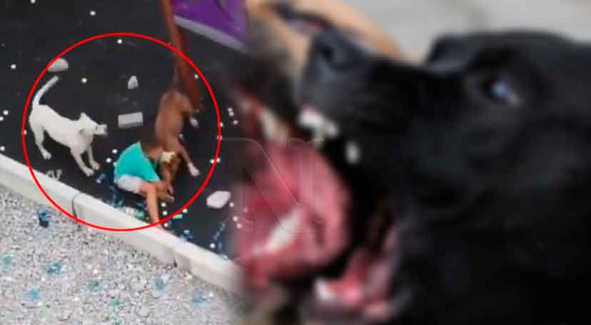 Un niño de 8 años falleció atacado por un par de perros