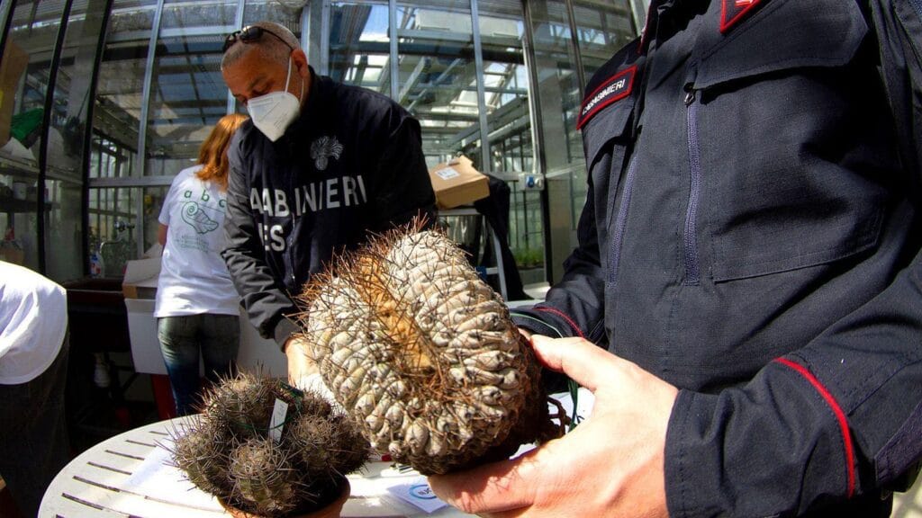 La inesperada historia del cactus chileno que causó revuelo en Italia”
