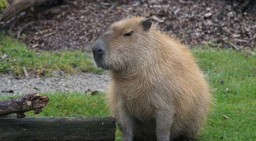 Chigüiro arrasa en Zooelecciones 2026 y se convierte en presidente del zoológico