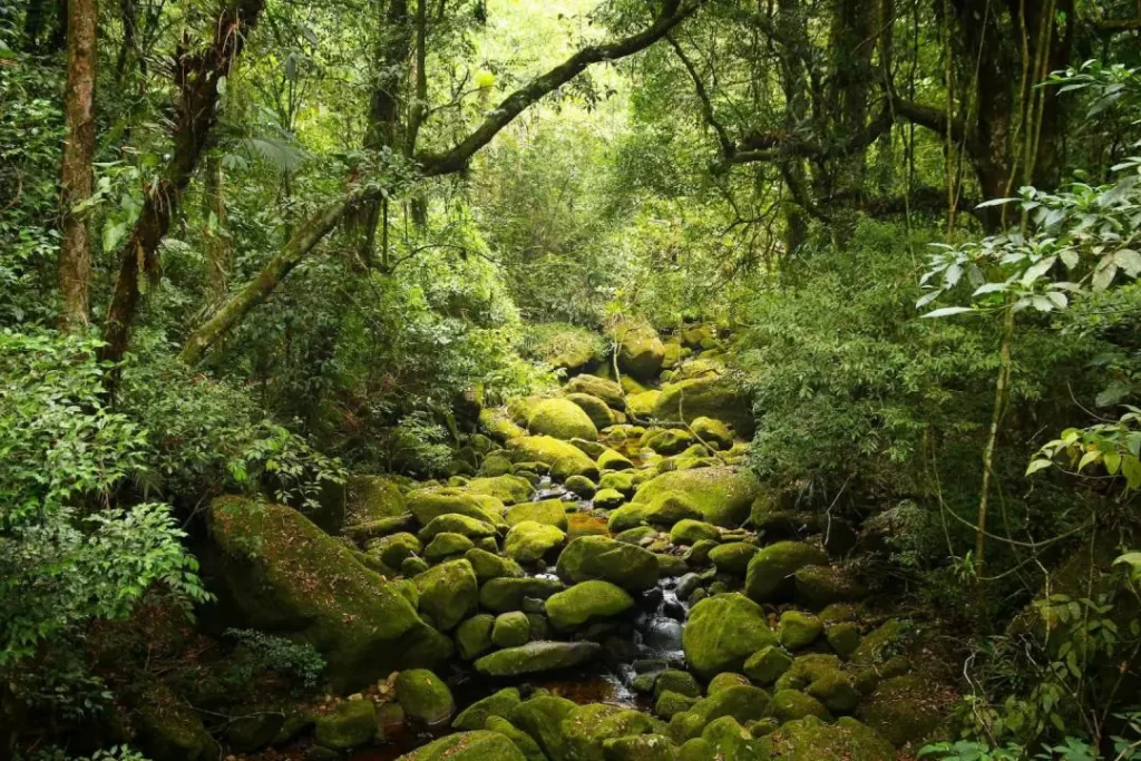 Día Mundial del Medio Ambiente
