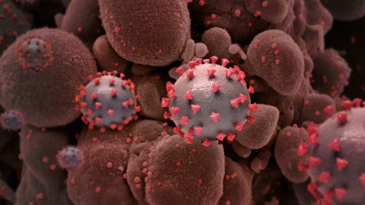 Alertan sobre posible aumento del hantavirus