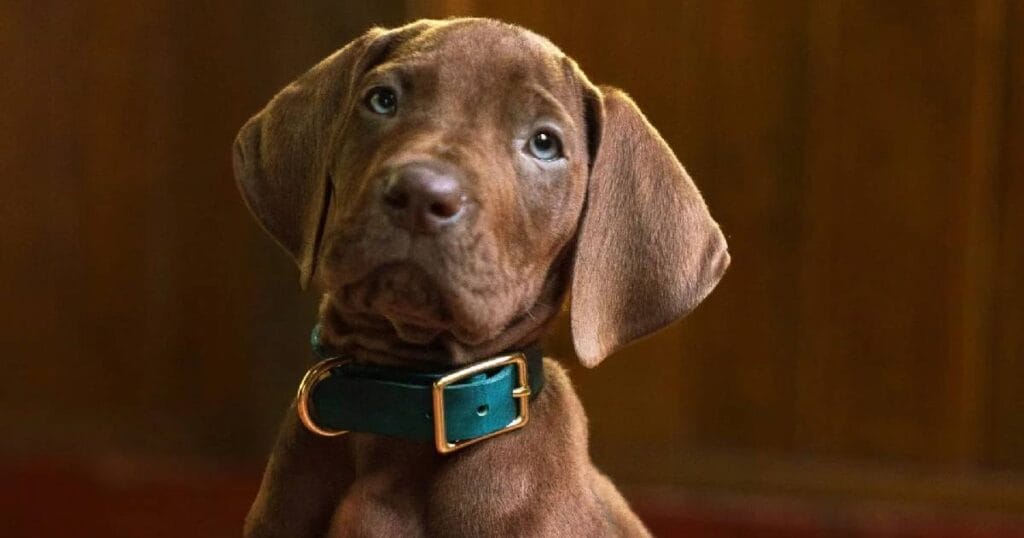 Netflix revela primer vistazo de su nueva serie live-action de Scooby-Doo