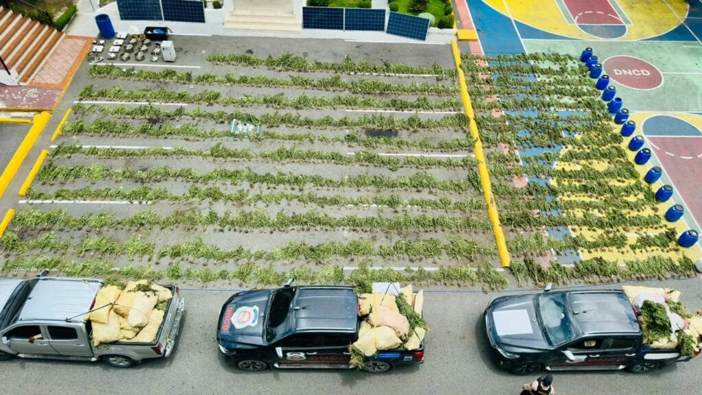 Incautan más de 3,000 plantas de marihuana en operativo en San José de Ocoa