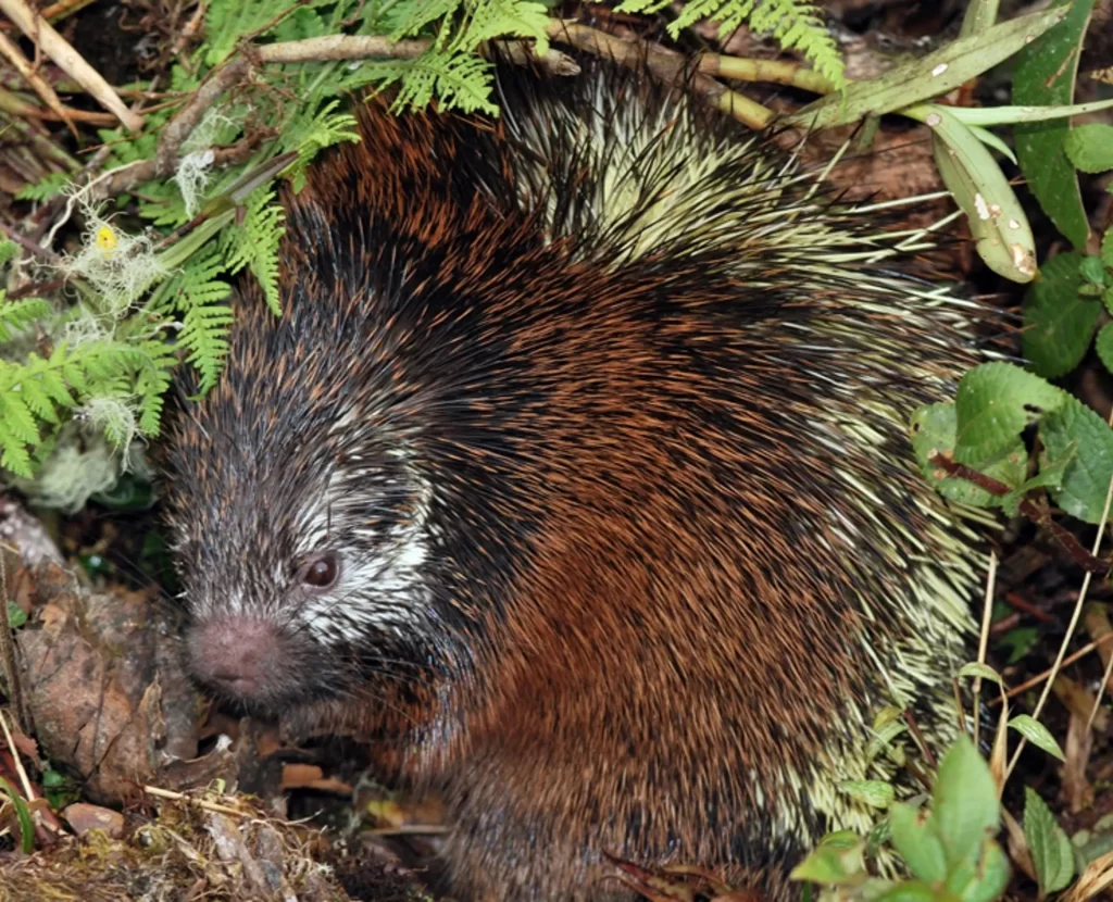 Describen una nueva especie de puercoespín en el Parque Nacional Sangay de Ecuador