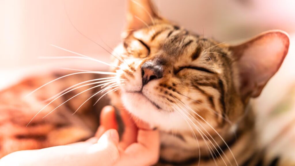¿Tu gato no te relaja? Estudio revela que acariciarlo no reduce el estrés