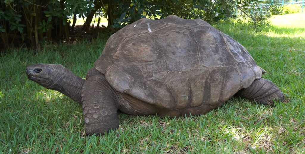 Jonathan, la tortuga más longeva del mundo, cumple 194 años en Santa Elena