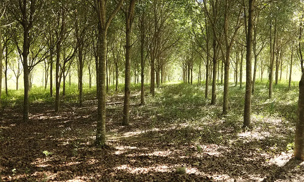 Camipe propone fortalecer la remediación ambiental