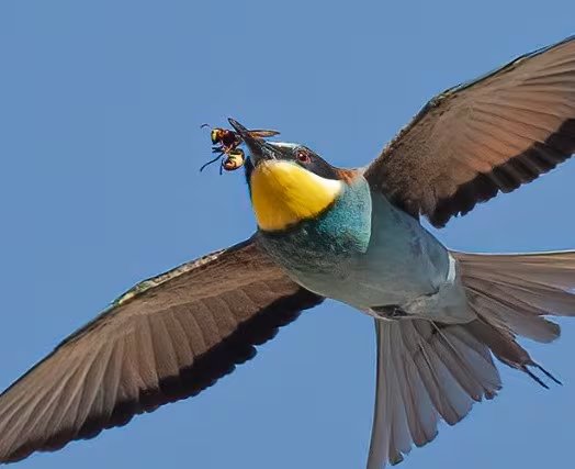 Abejarucos y ranas: control natural contra la avispa asiática en Doñana