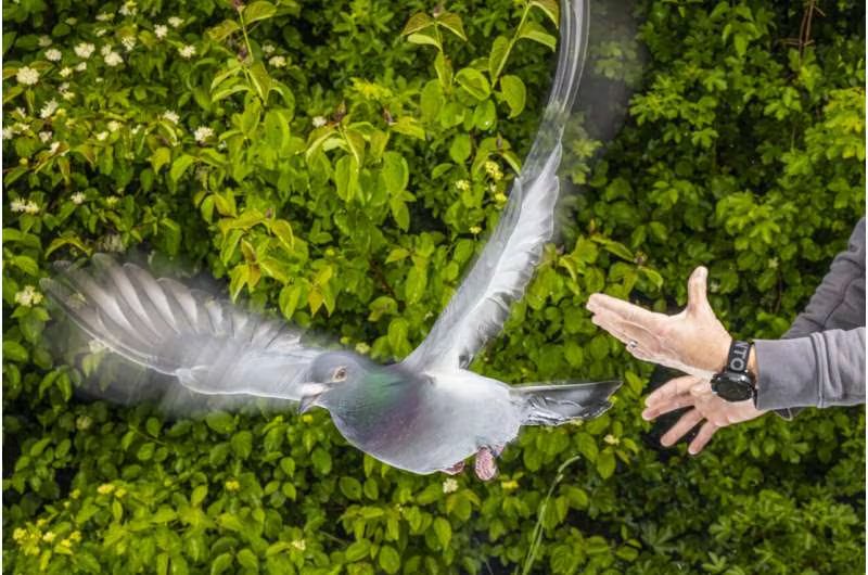 Científicos descubren brújula magnética en el hígado de las palomas