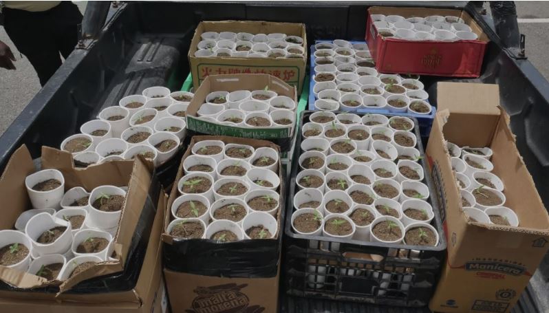 DNCD ocupa 421 plantas de marihuana en Santo Domingo Oeste