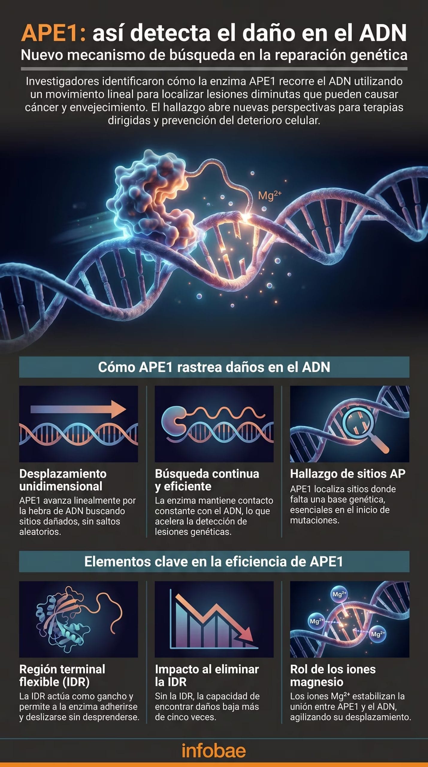 Esta infografía detalla cómo la enzima APE1 se desliza sobre el ADN para detectar daños que, sin reparar, pueden llevar a cáncer y envejecimiento celular (Imagen Ilustrativa Infobae)