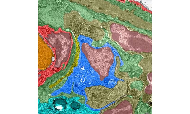 El hallazgo muestra que células inmunitarias pueden funcionar como sensores de campos magnéticos, modificando la comprensión de la orientación animal Crédito: Lisowski et al. (2026) Science