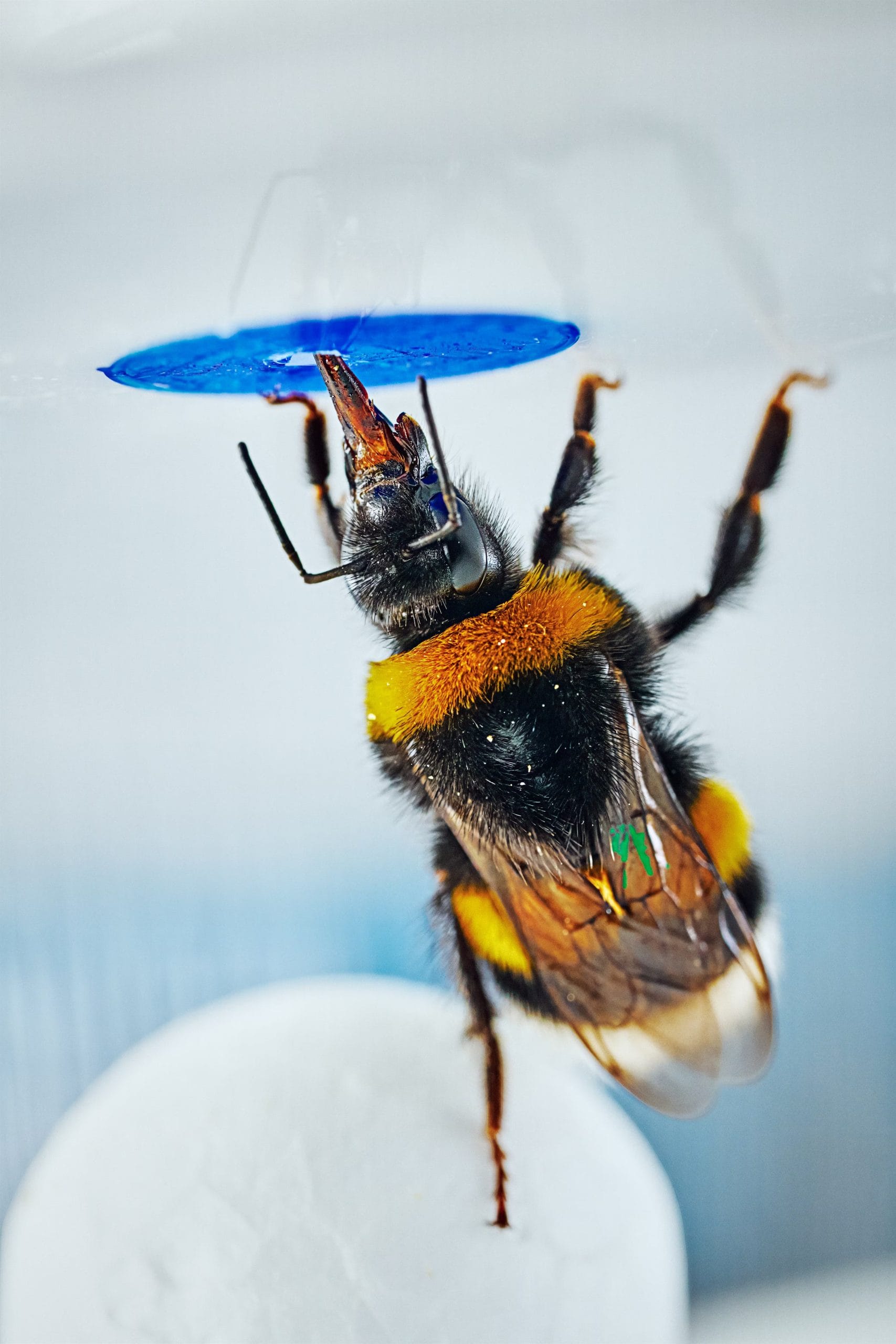 Los insectos enfrentaron un desaf&iacute;o novedoso, nunca antes tuvieron experiencias previas con la utilizaci&oacute;n de objetos como herramienta en su aprendizaje (Mikko T&ouml;rm&auml;nen)

