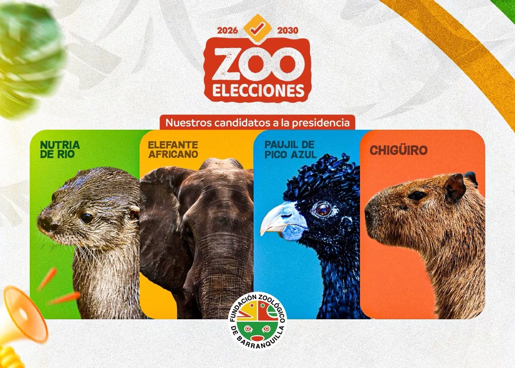 Chig&uuml;iro, nutria de r&iacute;o, elefante africano y paujil de pico azul participaron en las Zooelecciones promoviendo mensajes de conservaci&oacute;n. - cr&eacute;dito @zoobaq/X