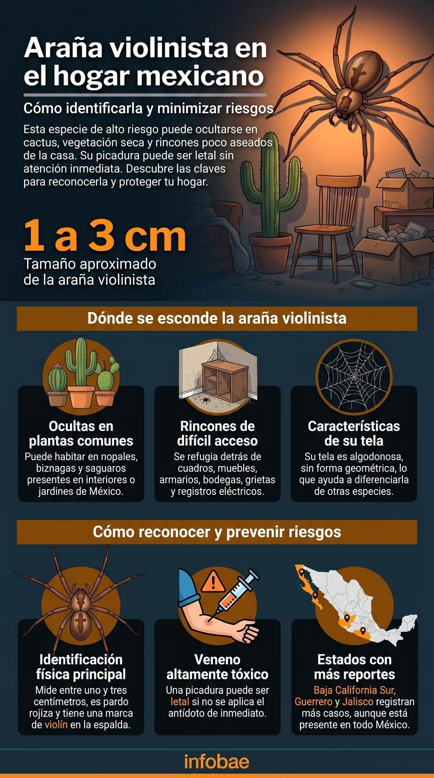 Infograf&iacute;a detallada sobre la ara&ntilde;a violinista Loxosceles en hogares mexicanos, mostrando sus caracter&iacute;sticas, h&aacute;bitat, riesgos de picadura y consejos de prevenci&oacute;n para proteger a las familias. (Imagen Ilustrativa Infobae)