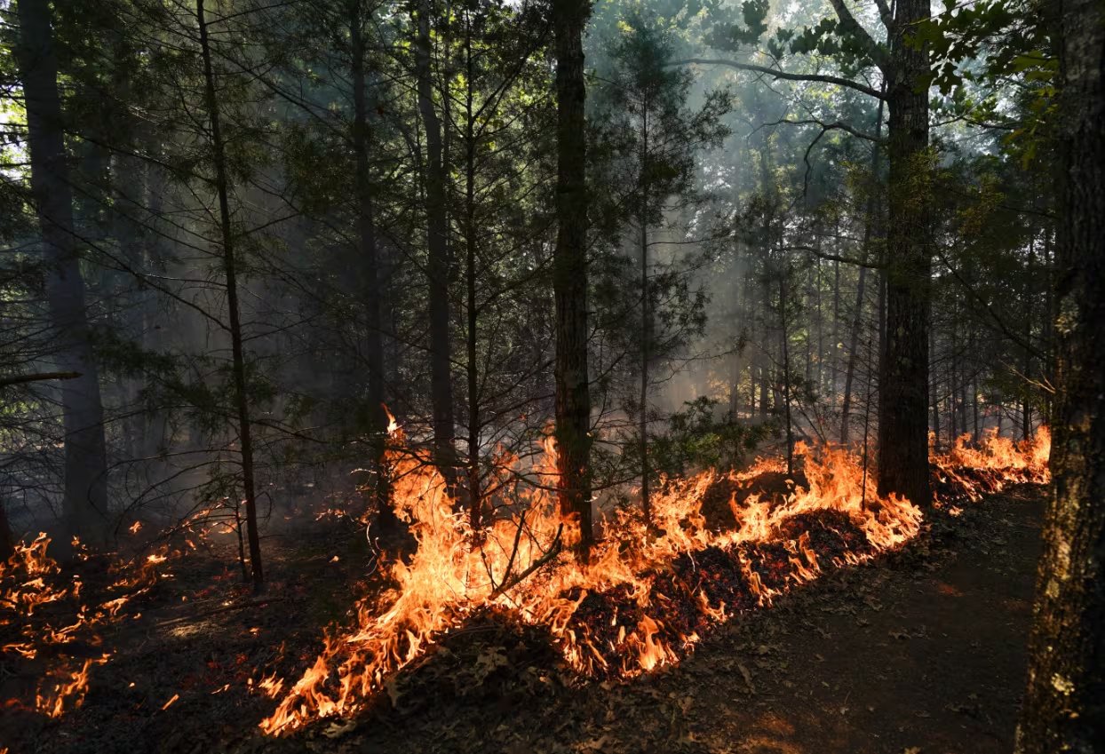 Aseguran que los Consorcios de Manejo del Fuego son actualmente, la estructura más eficaz para articular la vinculación público - privada, frente a los incendios rurales (AP Photo/George Walker IV)