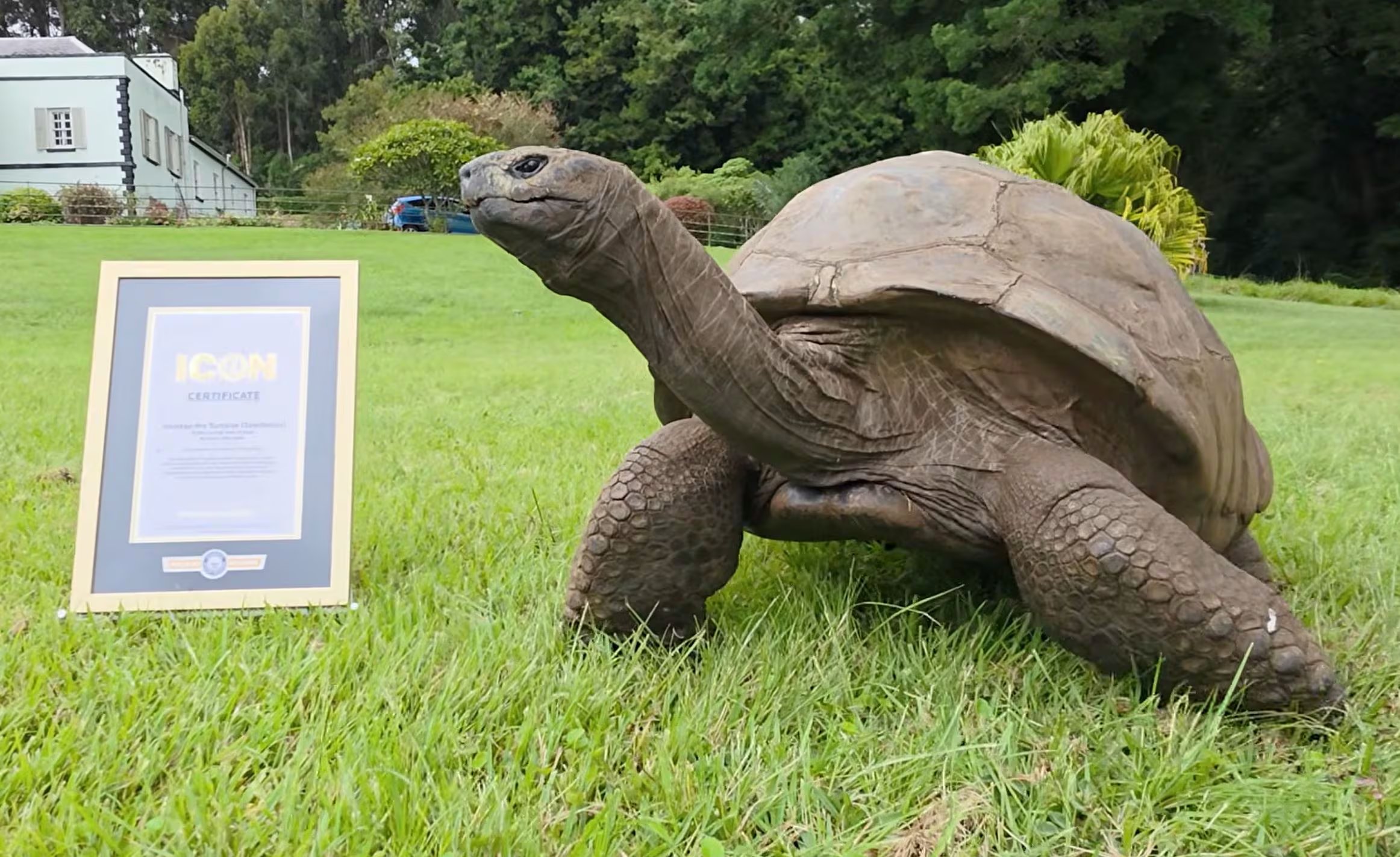 Jonathan pertenece a la especie de tortuga gigante de Seychelles Aldabrachelys gigantea hololissa y vive en Plantation House desde su llegada a Santa Elena en 1882 (Captura de video)