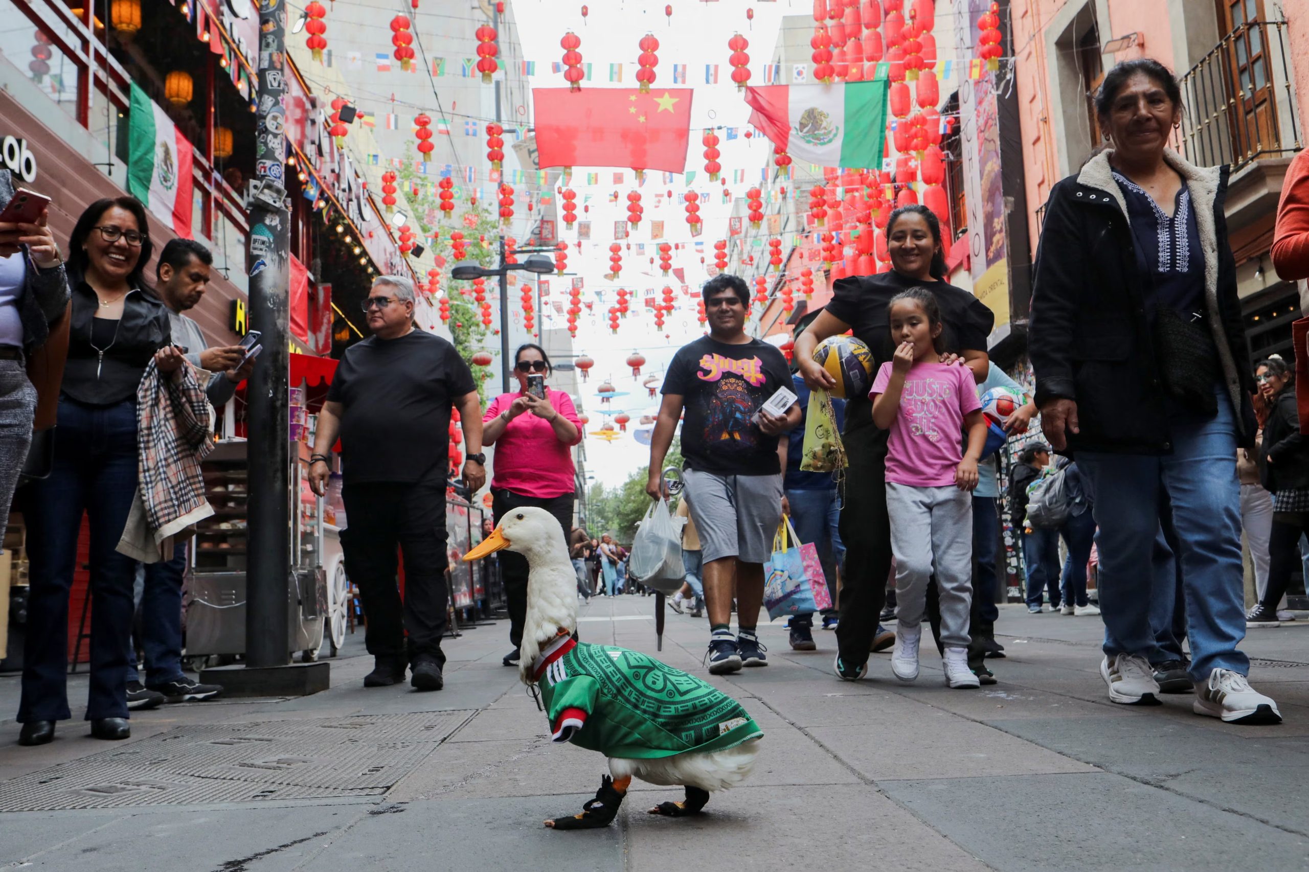 Merlin, un pato que lleva la camiseta de la selección nacional de fútbol de México y que saltó a la fama tras un encuentro fortuito en la avenida Reforma, pasea por el barrio chino de la Ciudad de México, México. 16 de junio de 2026.
REUTERS/Paola García
