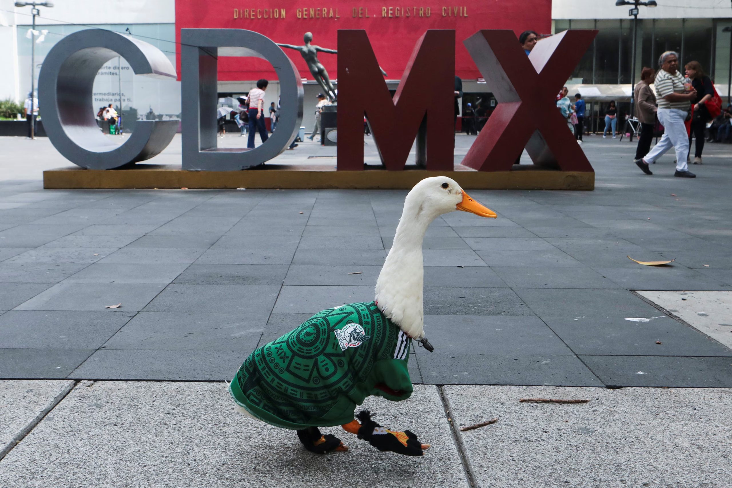 Merlín, un pato que lleva una camiseta de la selección nacional de fútbol de México, saltó a la fama tras un encuentro fortuito en la avenida Reforma. Ciudad de México, México. 16 de junio de 2026.
REUTERS/Paola García