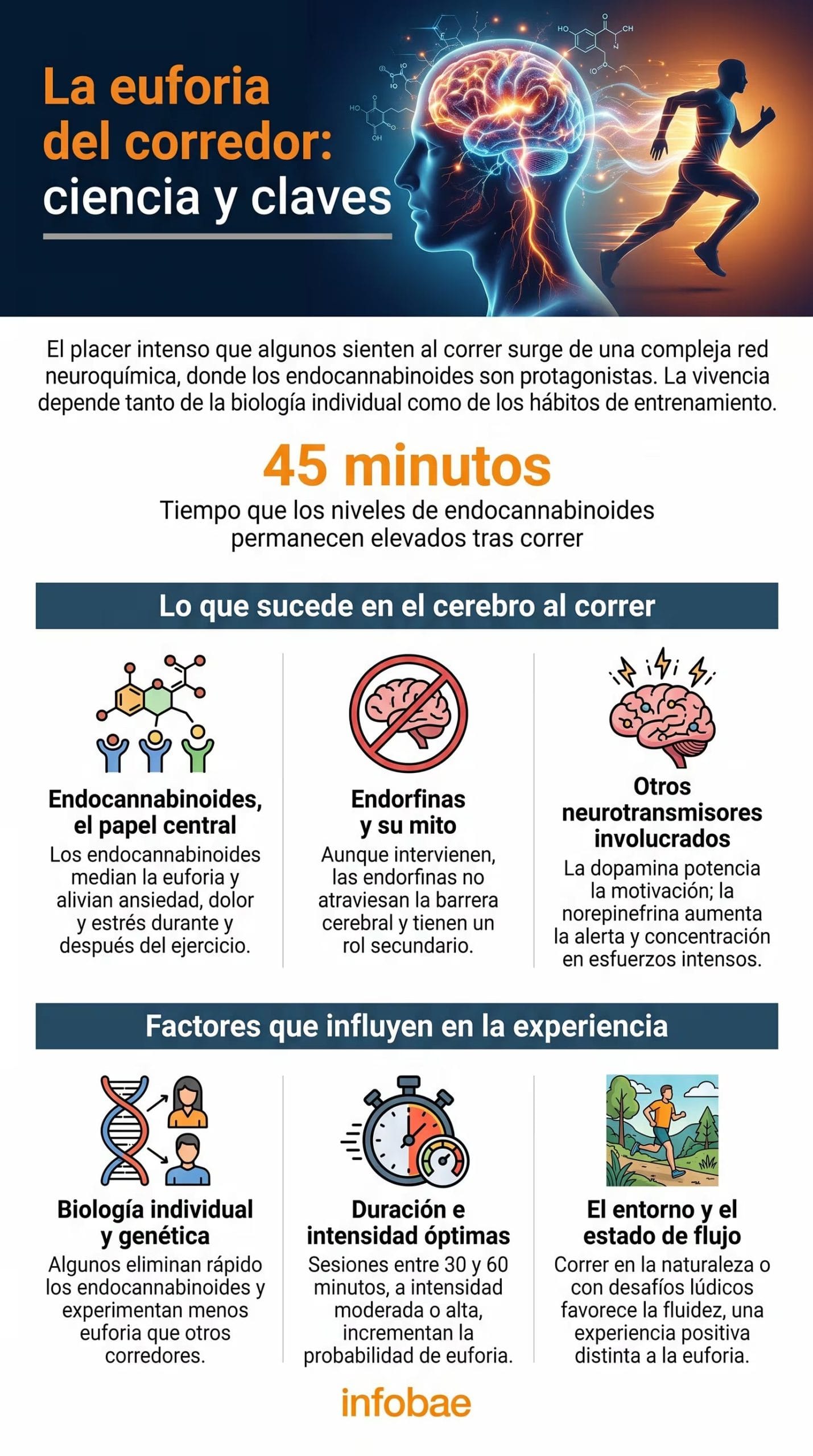Expertos revelan que el sistema endocannabinoide activa un placer intenso tras el ejercicio moderado o vigoroso, cambiando el paradigma sobre los mecanismos cerebrales responsables de la ansiada euforia en carreras y fondos (Imagen ilustrativa Infobae)