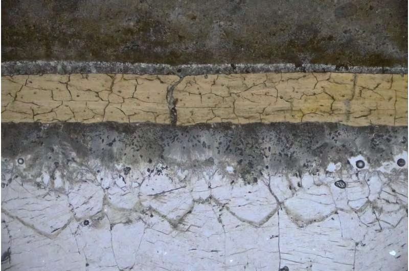 Vista microscópica de una sección de un fósil de pterosaurio que muestra el recubrimiento de carbono y las capas minerales (Grice et al., iScience)