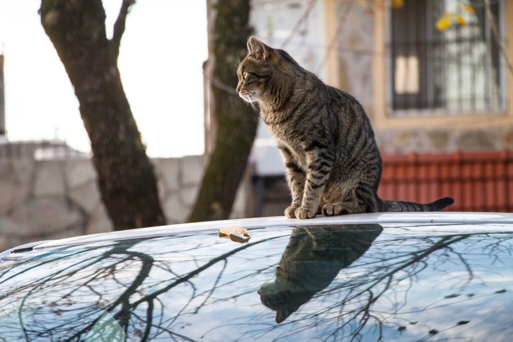 Salidas al exterior: clave en la memoria felina, según veterinarios