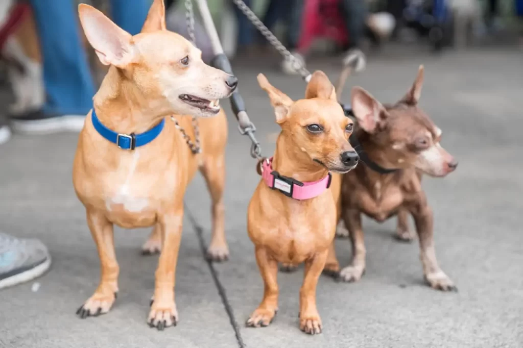 Alcaldía del DN esteriliza 100 perros y gatos durante jornada este fin de semana