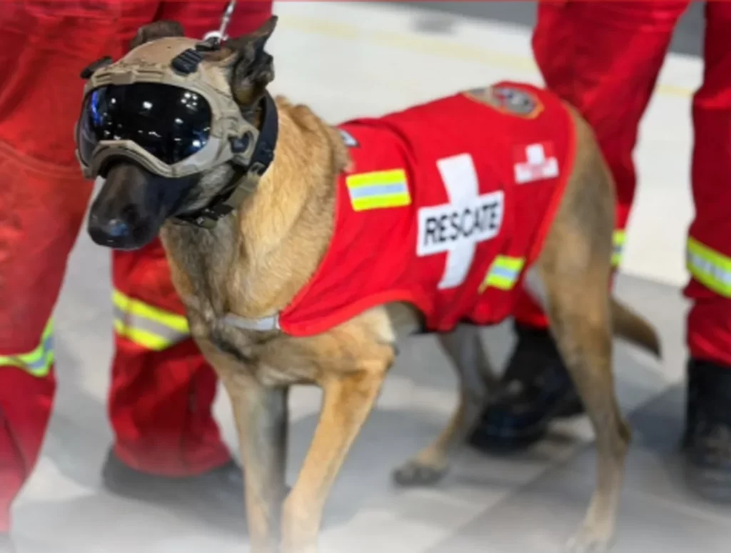 Venezuela condecora a casi 40 perros rescatistas por su labor tras los terremotos