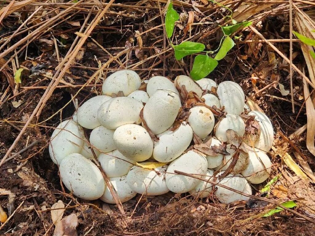 Pitón birmana invasora: retiran huevos en los Everglades para frenar la plaga