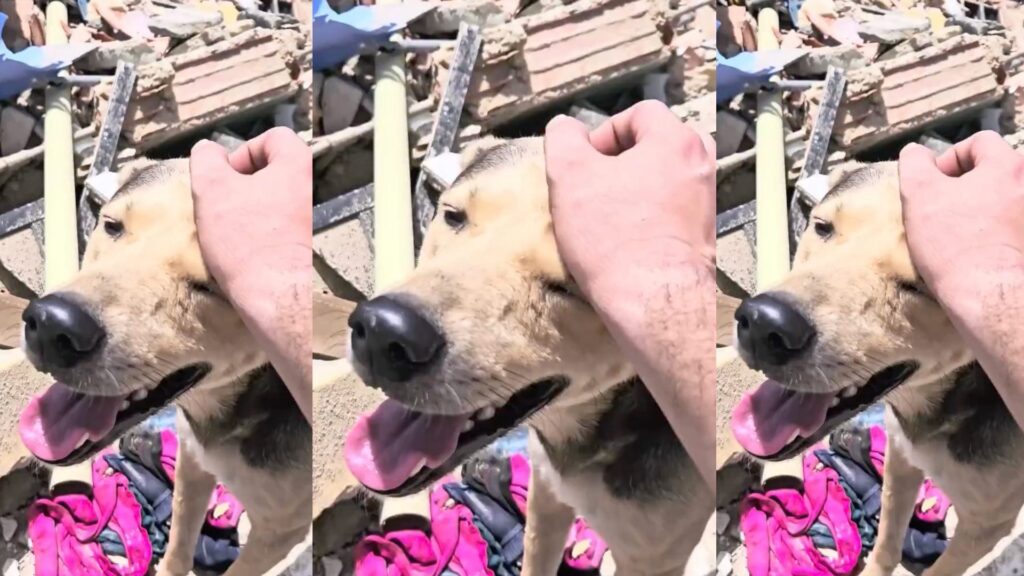 Lealtad en medio del desastre: perro regresa y guía hallazgo de su familia