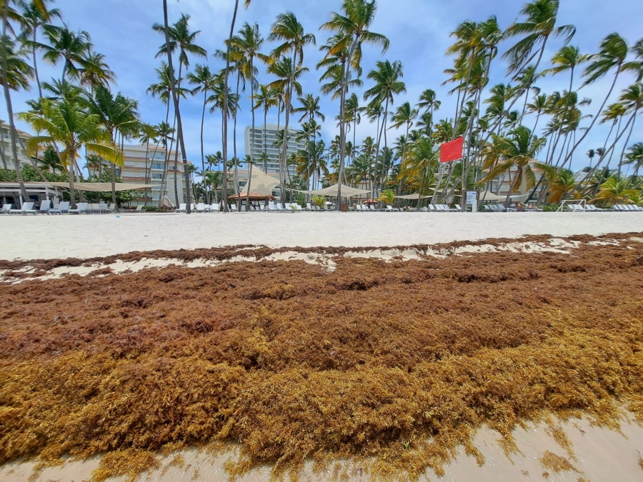 9 millones de toneladas de sargazo en el Caribe: científicos explican su origen