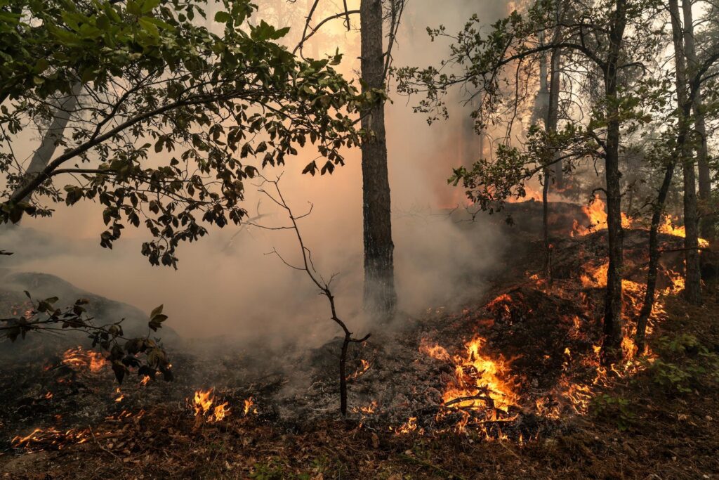 Francia reporta casi 40,000 hectáreas afectadas por incendios forestales y 111 detenidos por su presunta vinculación