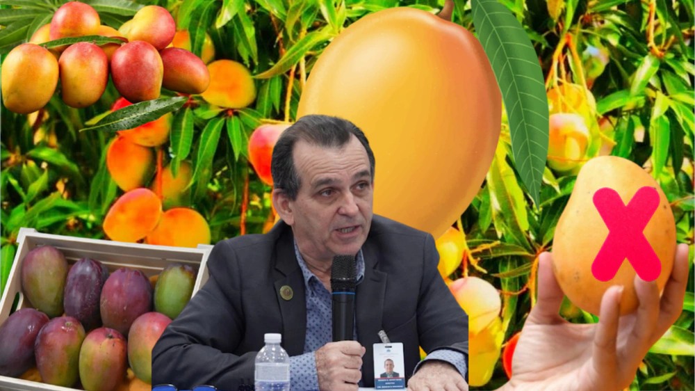 Agricultura atribuye suspensión del mango en EE. UU. a fallas en protocolo y anuncia correcciones
