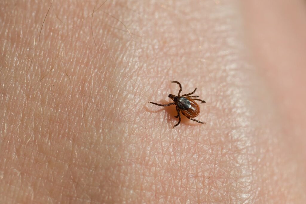 Virus Bourbon: la nueva amenaza de garrapatas que preocupa a científicos