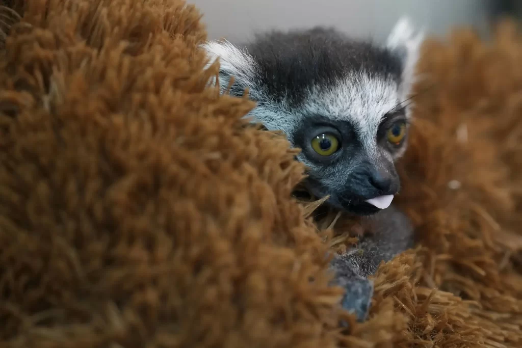 Aferrada a un peluche, una cría de lémur sale adelante en el suroeste de Colombia