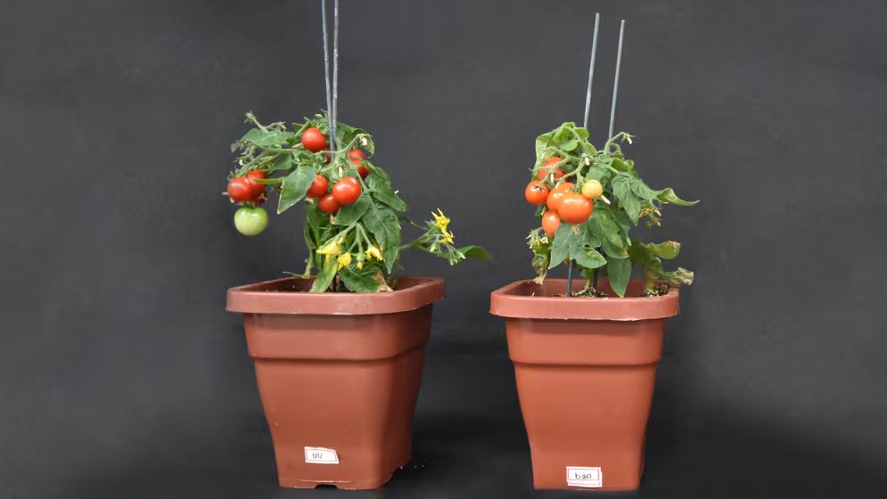 Científicos del CONICET descubrieron que la proteína SlBBX20 le permite a la planta de tomate detectar la presencia de ejemplares vecinos y ajustar su desarrollo para mantener su productividad (CONICET)