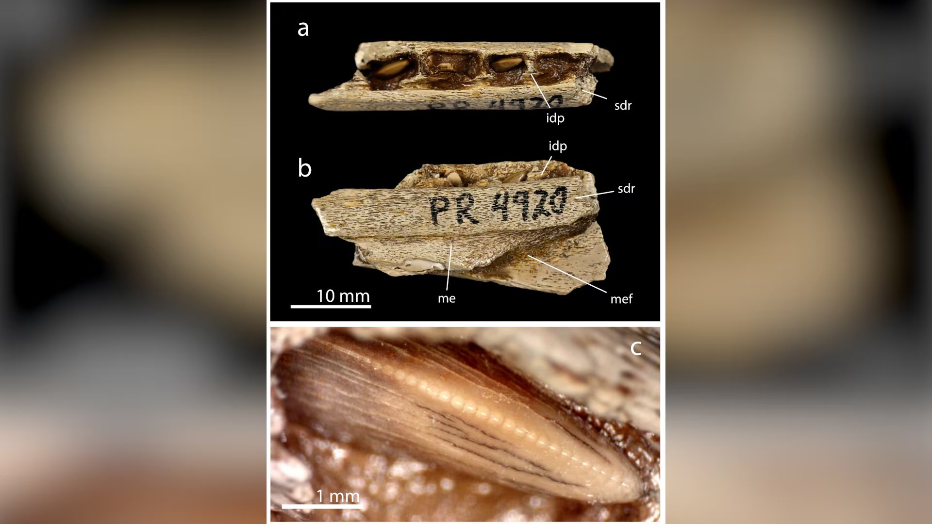 Los cient&iacute;ficos revisaron colecciones de museos y hallaron huesos y dientes diminutos de tiranosaurios que hab&iacute;an quedado sin clasificar durante d&eacute;cadas (Revista Biology)