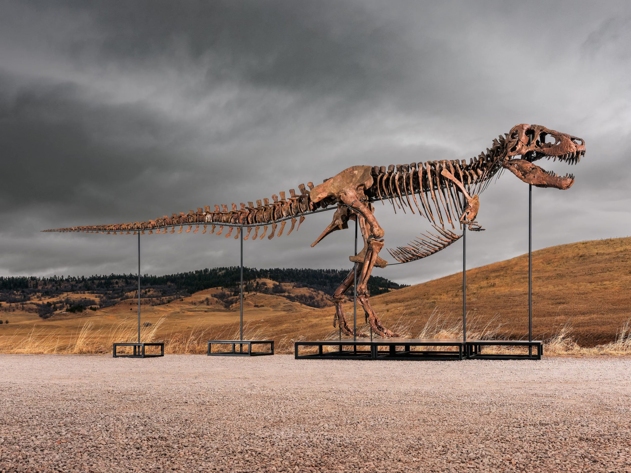 Los escaneos mostraron se&ntilde;ales de estr&eacute;s mec&aacute;nico en el tejido &oacute;seo y desgaste en los dientes, lo que indic&oacute; que las cr&iacute;as del T. rex caminaban y se alimentaban de presas vertebradas. (Archivo Matthew Sherman/Sotheby's v&iacute;a AP)