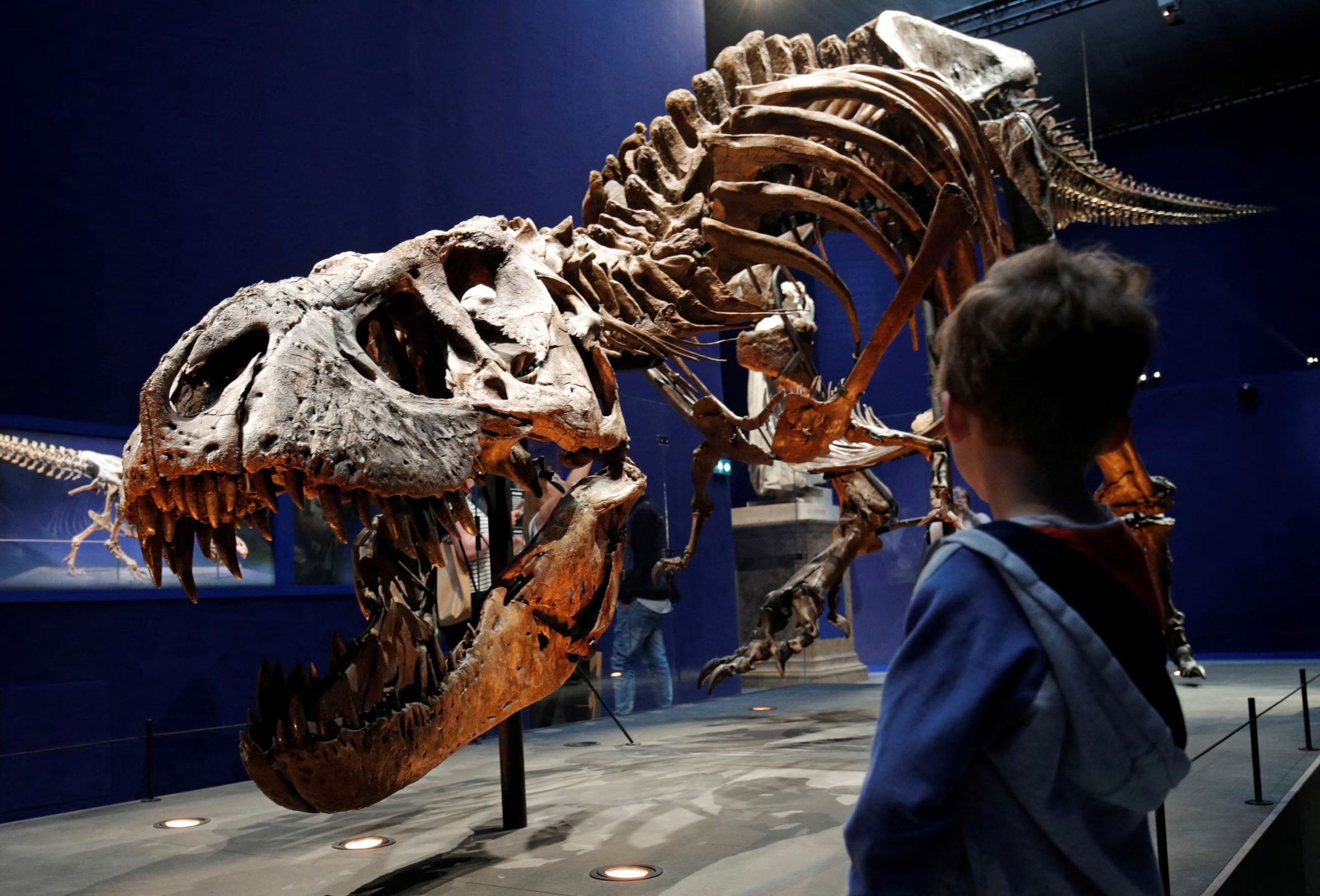 El an&aacute;lisis de Gorgosaurus y T. rex indic&oacute; que los tiranosaurios pon&iacute;an entre 15 y 30 huevos por puesta y ten&iacute;an una crianza intermedia entre reptiles y aves./ REUTERS/Philippe Wojazer/Archivo