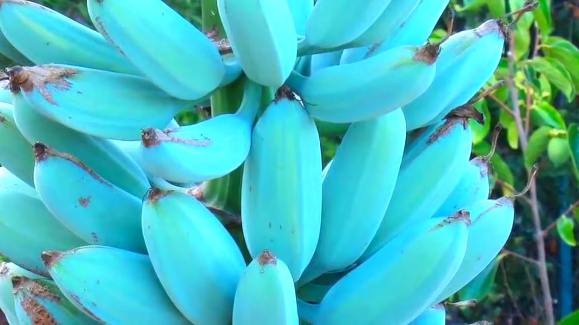La variedad Musa Blue Java (extraído de @ricardoirusta/Youtube)