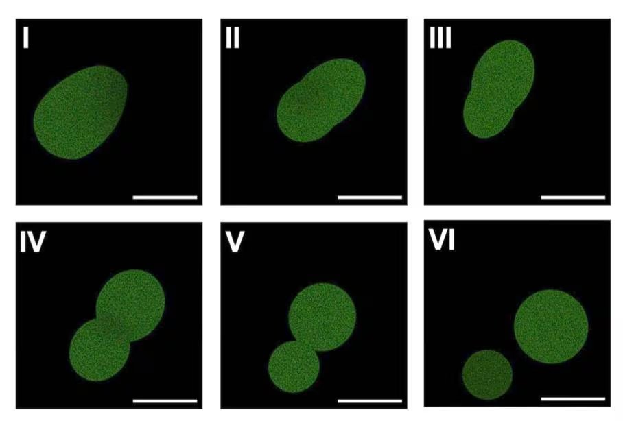 Un equipo científico de los Estados Unidos ensambló ingredientes de células reales dentro de una gotita microscópica rodeada por una membrana grasa (Kate Adamala, Laboratorio Adamala)