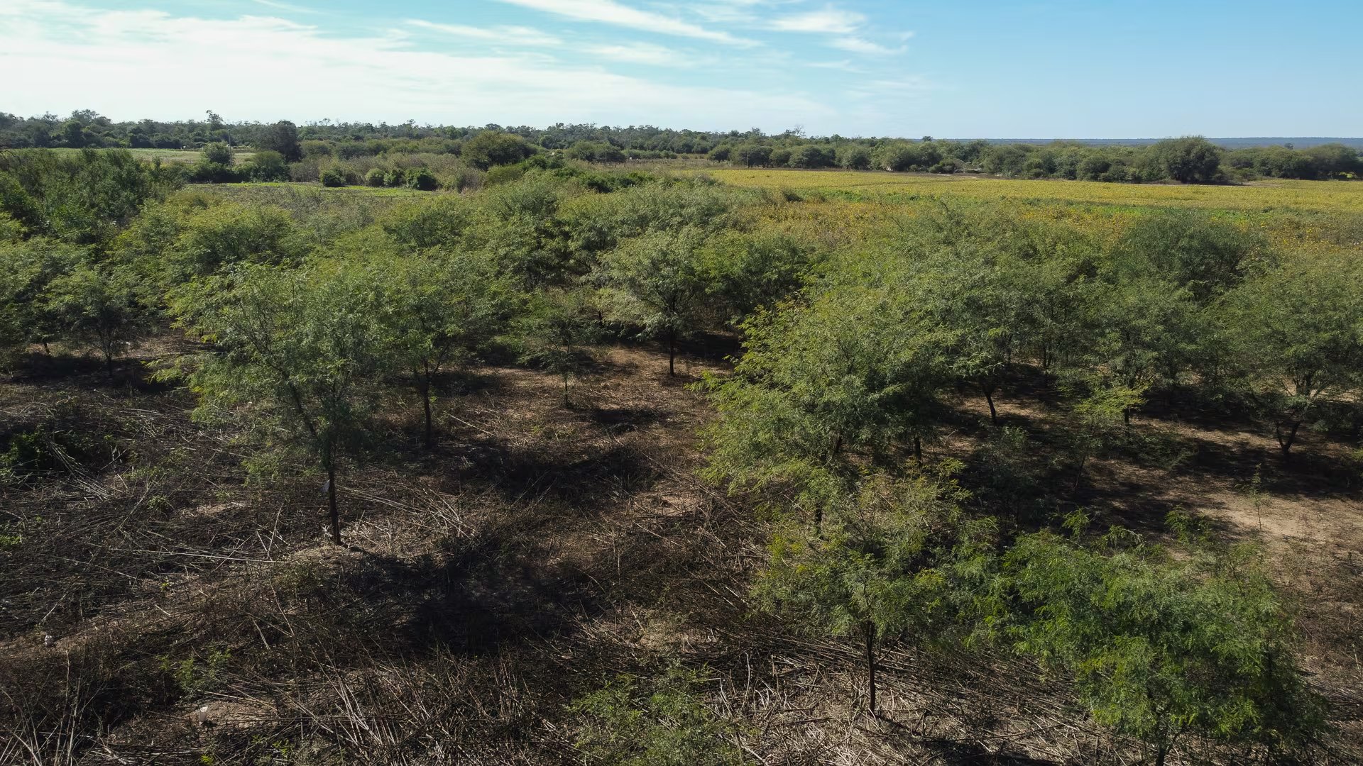 Desde el aire, el dron de Infobae muestra las nuevas plantaciones de algarrobo hechas por los lugareños de Vinalito, Jujuy. Restauración forestal, captura de carbono y conservación del bosque nativo. Innovación y desarrollo productivo