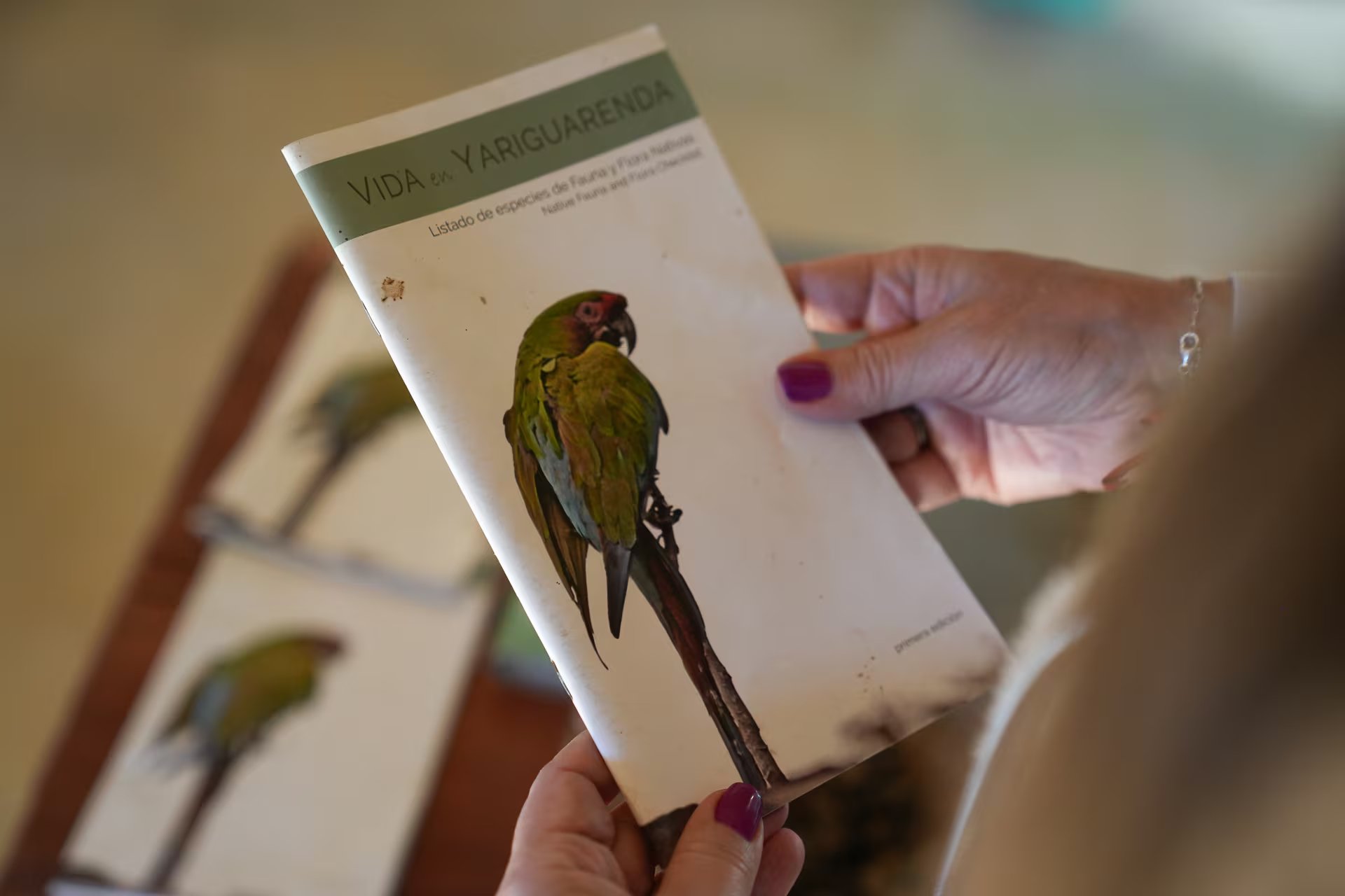 La comunidad guaraní de Yariguarenda vive del ecoturismo en su propio territorio conservado. El cuidado de la biodiversidad nativa es clave. Miel y cultivos orgánicos, el oro del lugar