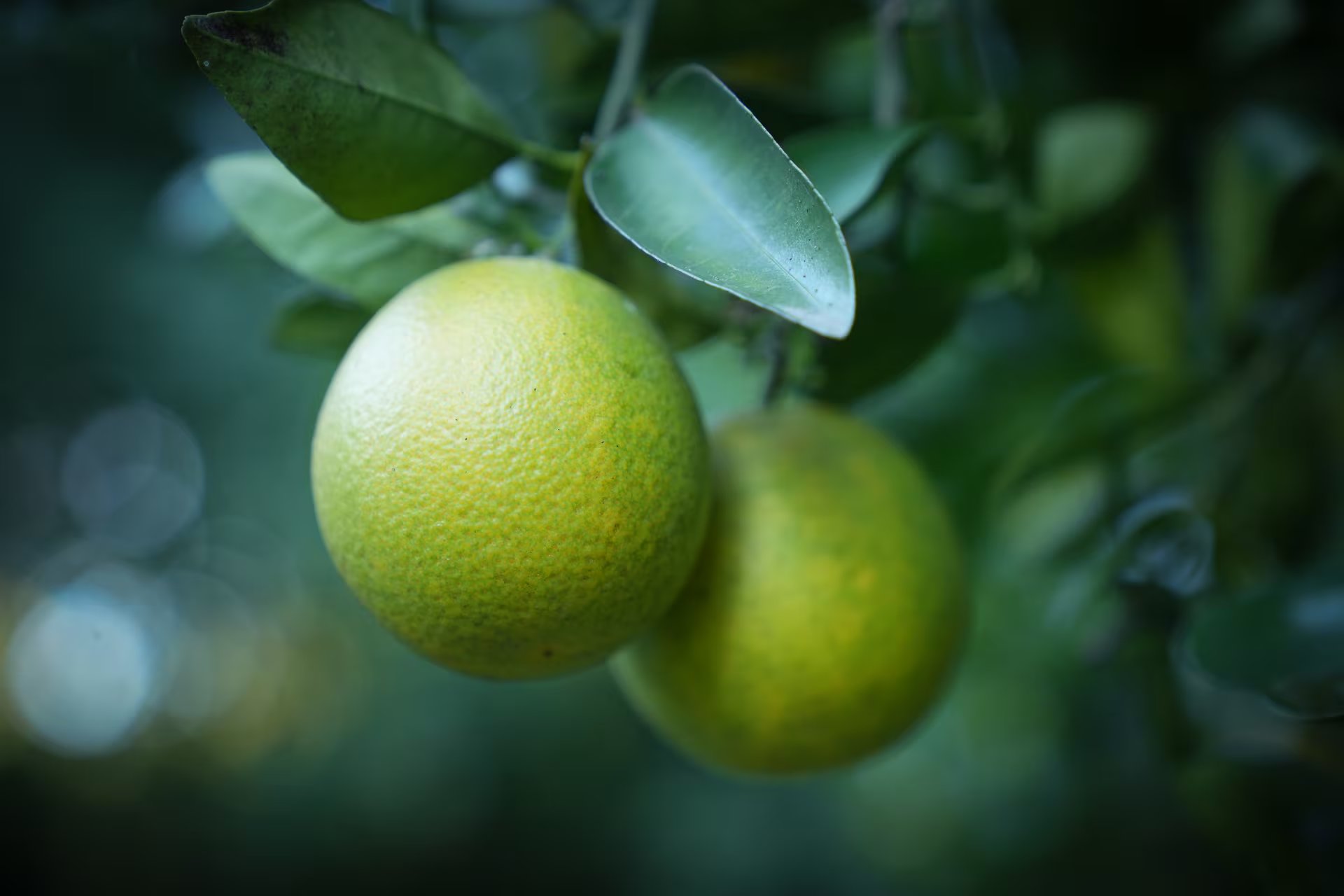 Limones orgánicos sembrados por mujeres guaraníes en Yariguarenda, Salta