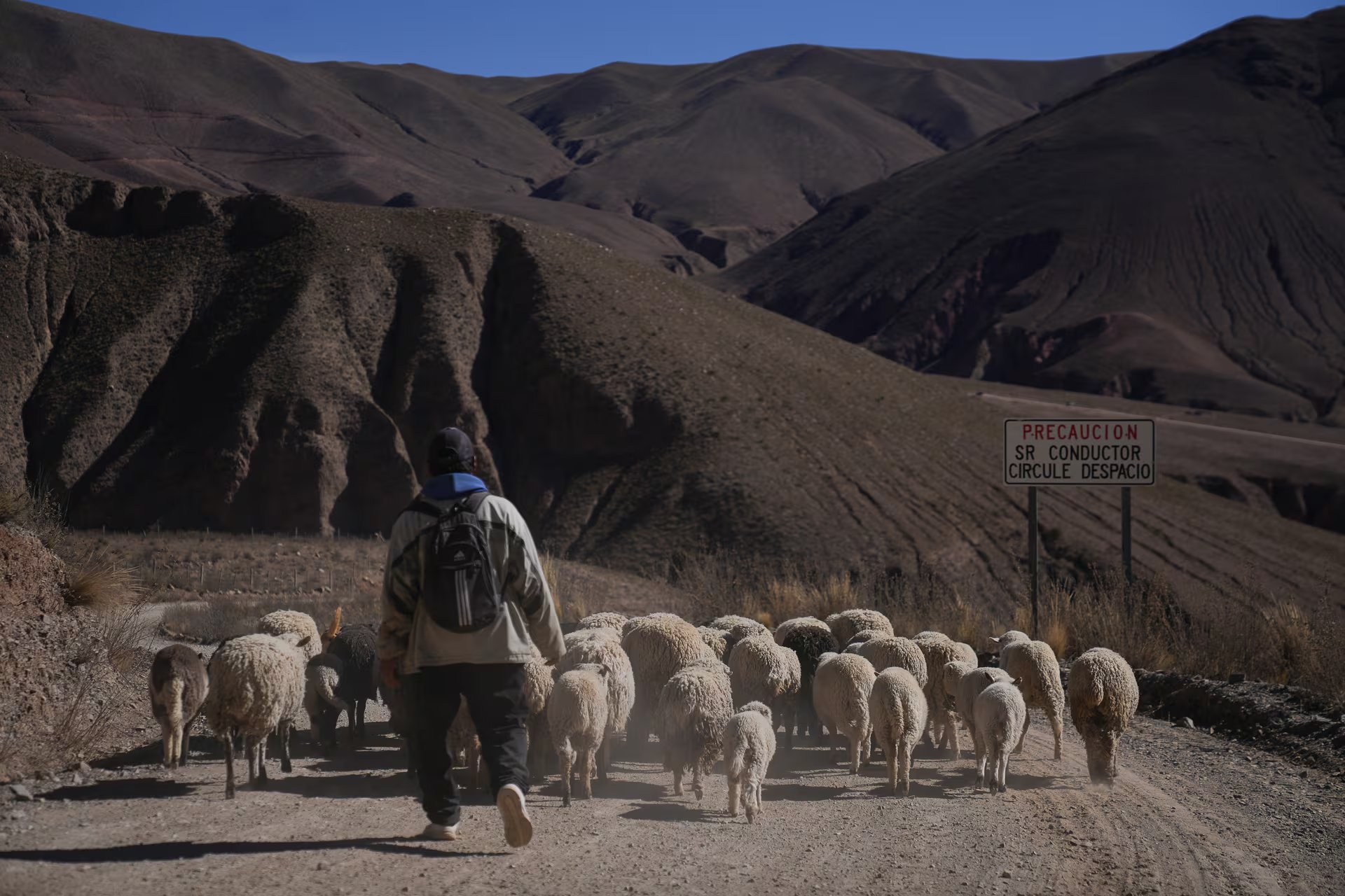 El pastoreo y arreo de ovejas y vacas dan marco a las montañas del Valle de Colanzuli, a 4 mil metros de altura, en Salta. Las mujeres kolla alternan su trabajo de cultivar la tierra con su ganado