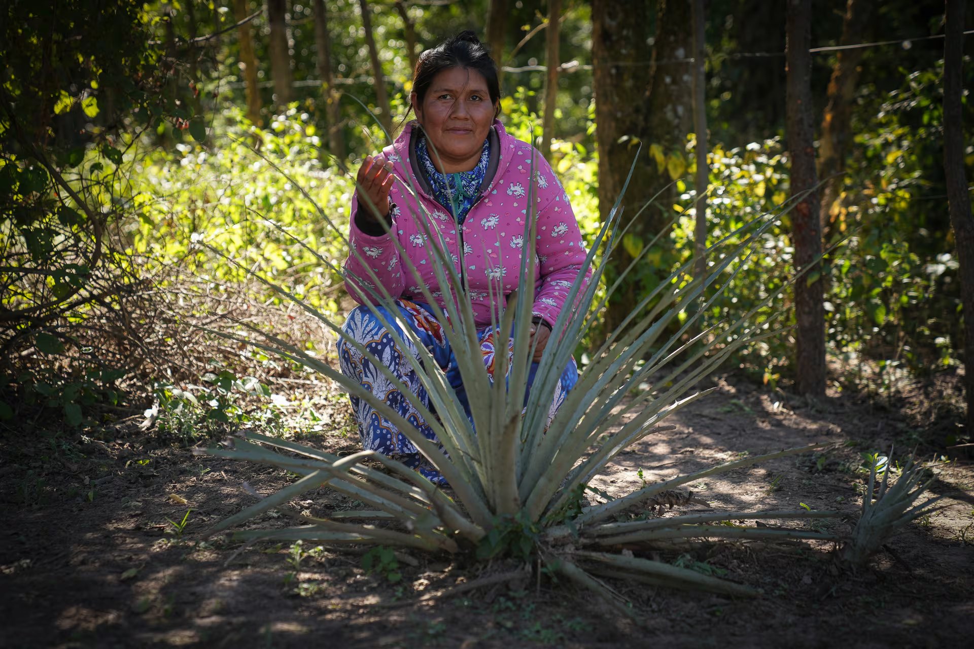 Erica, una mujer wichí joven y esperanzada, frente al chaguar del futuro que creció en el fondo de su propia casa. Las mujeres wichís, junto a expertos del Inta, ACDI y Pronorte, prueban sembrar chaguar fuera del monte. Este es uno de ellos, así combaten la escasez de la planta