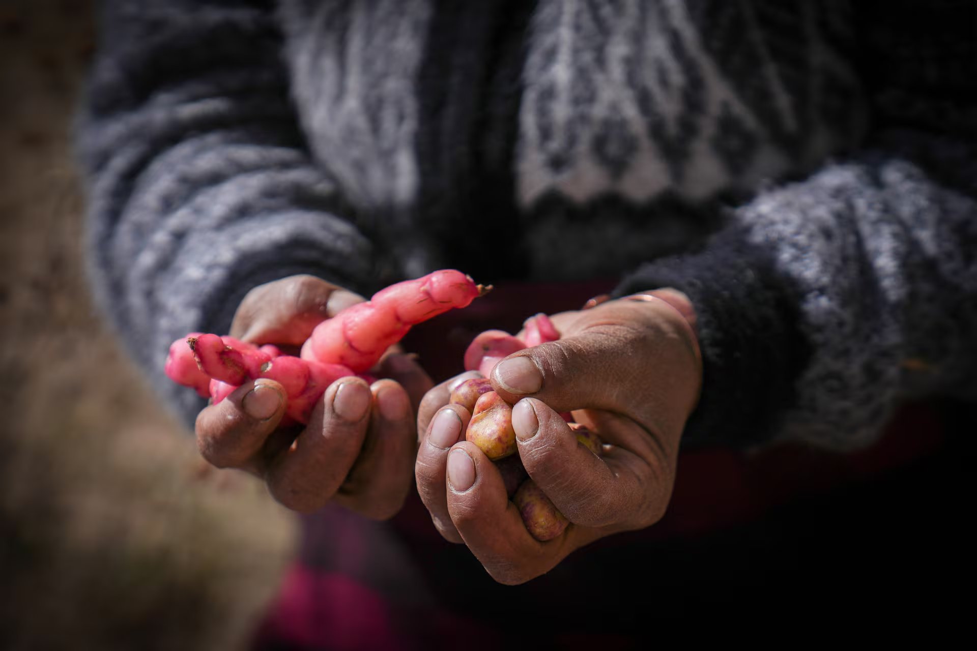 La ruta de los papines en la puna salteña en Colanzuli, cultivadas por las manos de las mujeres kolla