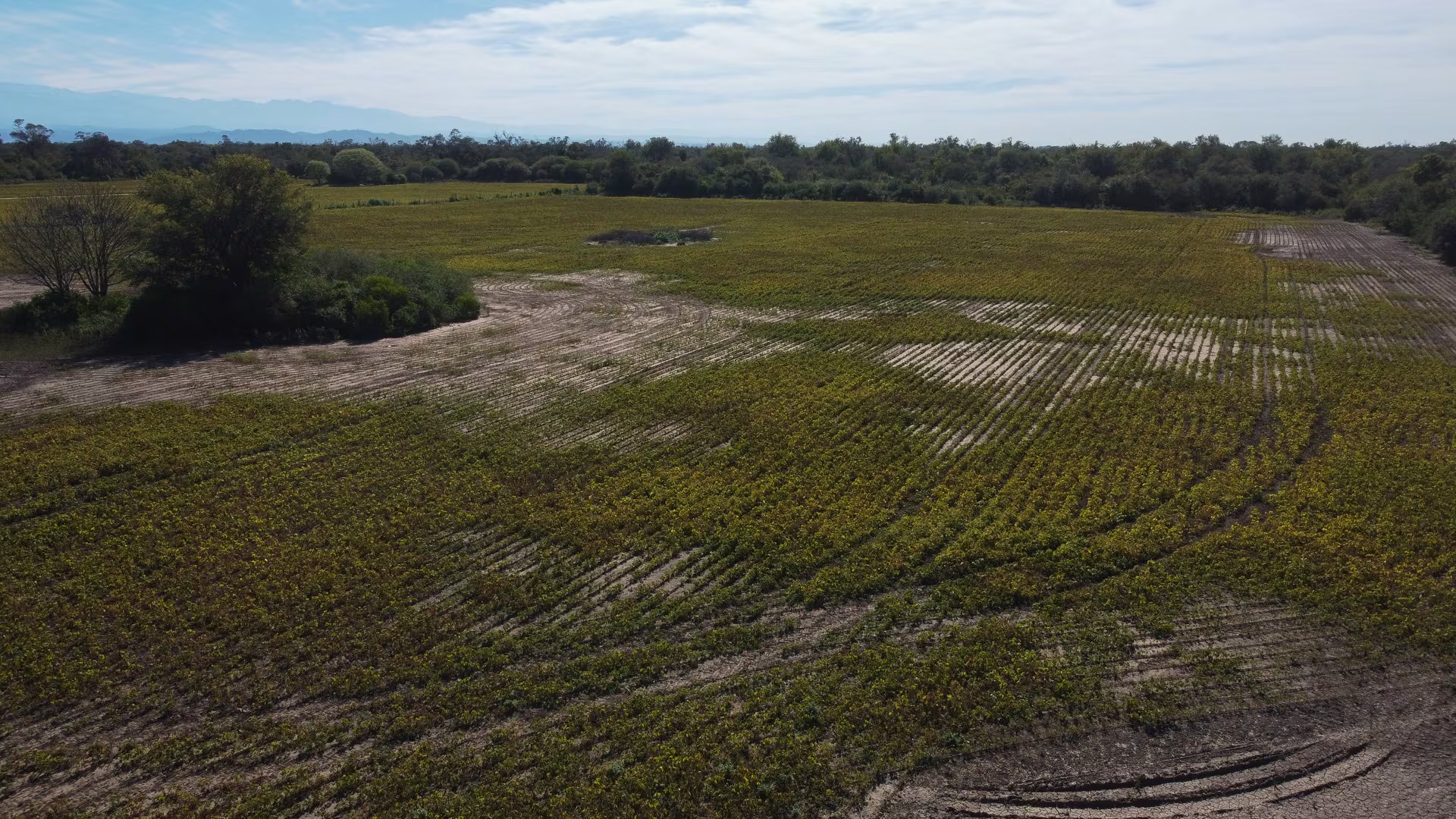 Vinalito jujeño. Las mujeres criollas nativas fueron desplazadas del ingenio Ledesma y se mudaron a un monte devastado. Hoy, ellas apuestan por la restauración forestal, captura de carbono y conservación de bosque nativo