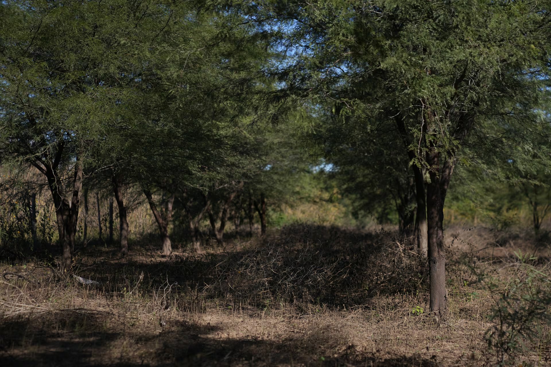 Algarrobales plantados por la comunidad de Vinalito, Jujuy. La solución sustentable frente a la desforestación y pura reserva de carbono